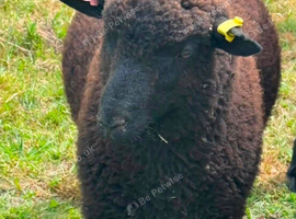 Twin wether lambs for sale