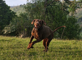 Choc & Tan Dobermann for Stud.