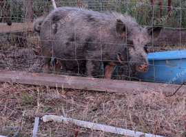 Sow female