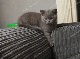 1 LEFT British Shorthair Kittens
