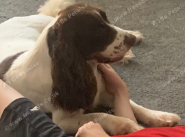 Springer spaniels