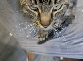 Tabby cat