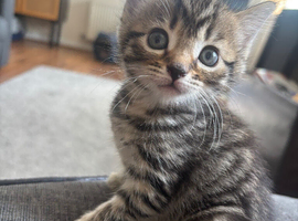 Ready now 5 gorgeous kittens
