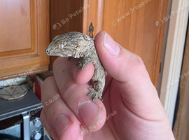 Baby leachianus gecko