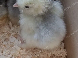 Silkies chicks 2 day old