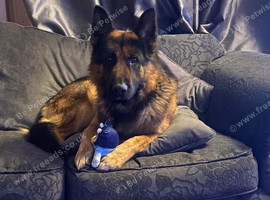 3 year old male German Shepard