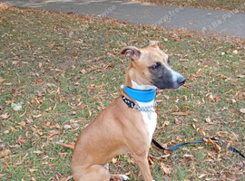 Whippet cross BelgianMalinois