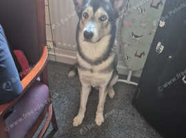 Beautiful Male Huskamute for Sale