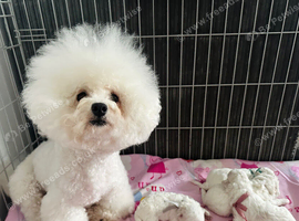 Pure Pedigree Champion Bloodline Bichon Frise