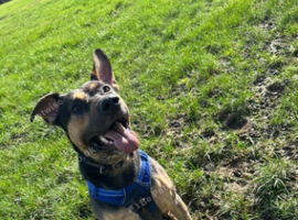 German shepherd cross rottweiler