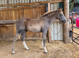 Quarter horse x appoloosa