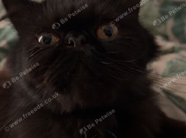 Shadow nearly a year old