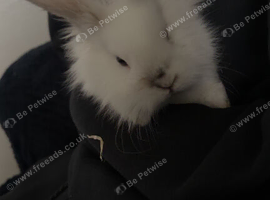 Female Rabbit and baby