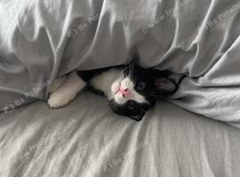 Black and white 2 year old