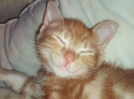 The cutest Pure Red marble Bengal kittens (3 boys 2 girls)