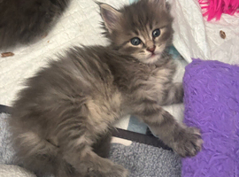 Maine coon Male