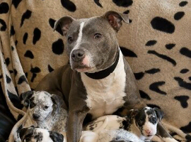 Beautiful Merle Staffy pups