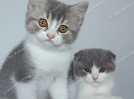 Gorgeous pedigree kittens