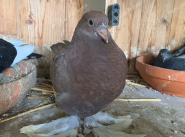 Beautiful tumbler birds