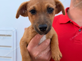 Miniature Jack Russell puppy