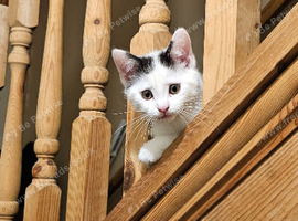 Kitten