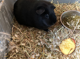 Pet for sale