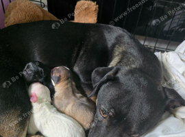 Staffy cross puppies