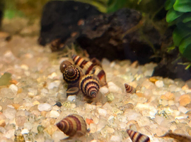 Assassin snails  needing new home