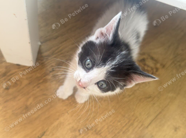 Kittens