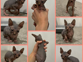 SPHYNX bald & fluffy kittens ready to leave 6th June
