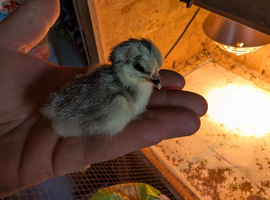 Lavender Pekin bantam chicks