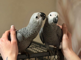 Baby Congo African grey Glasgow