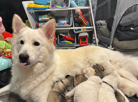 7 husky's for sale