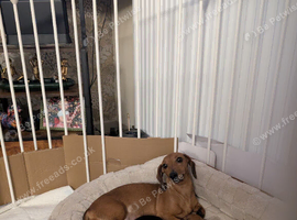 Miniature dachshunds