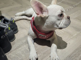 Female platinum frenchie