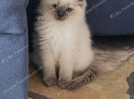 Beautiful Ragdoll kittens looking for new homes