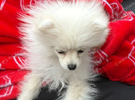 male pomeranian