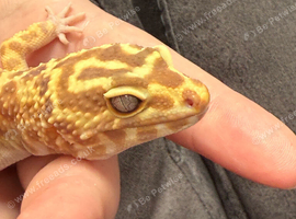 Leopard gecko