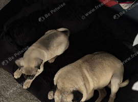 Pugs 12 week  old looking for forever homes