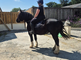 True reliable 15hh happy hacker for all the family