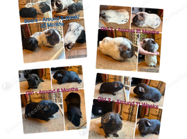 Boars/Sows looking for Pet Homes