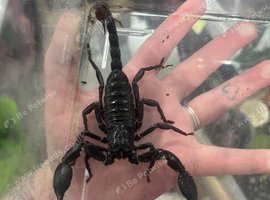 Borneo Forest Scorpion