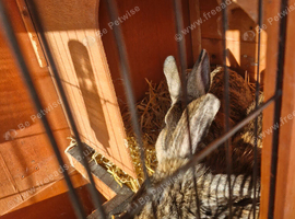 Bonded pair male and female