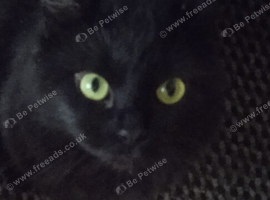 Boy cat for sale