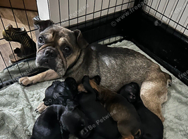 French bull dog x springer spaniel puppies