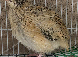 Golden jumbo quails