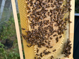 9 Frames Langstroth Nuc - Buckfast 2026 Mated Colonies.