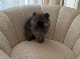 Pomeranian boy