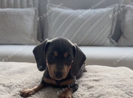9 beautiful dachshund puppies