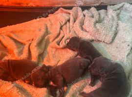 Blue staff puppy's